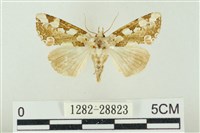 連珠波紋蛾藏品圖，第1張