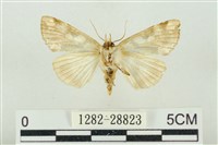 連珠波紋蛾藏品圖，第2張