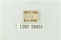 連珠波紋蛾藏品圖，第3張