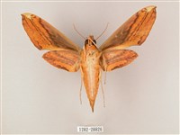 綠背斜紋天蛾藏品圖，第2張