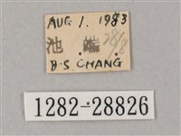 綠背斜紋天蛾藏品圖，第3張