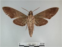 霜天蛾藏品圖，第2張