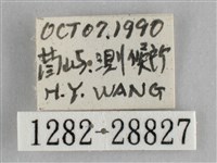 霜天蛾藏品圖，第3張