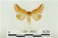 印華波紋蛾藏品圖，第1張