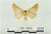 印華波紋蛾藏品圖，第2張