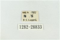 印華波紋蛾藏品圖，第3張