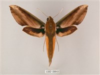 綠背斜紋天蛾藏品圖，第1張