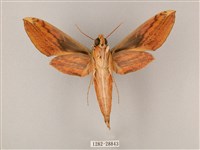 綠背斜紋天蛾藏品圖，第2張