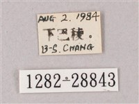 綠背斜紋天蛾藏品圖，第3張