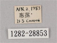 榆綠天蛾藏品圖，第3張