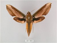 綠背斜紋天蛾藏品圖，第1張