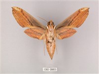 綠背斜紋天蛾藏品圖，第2張