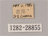 綠背斜紋天蛾藏品圖，第3張