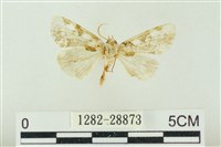 連珠波紋蛾藏品圖，第1張