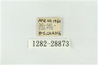 連珠波紋蛾藏品圖，第3張