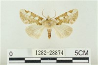 連珠波紋蛾藏品圖，第1張