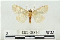 連珠波紋蛾藏品圖，第2張