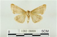 印華波紋蛾藏品圖，第2張