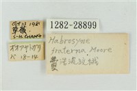 印華波紋蛾藏品圖，第3張