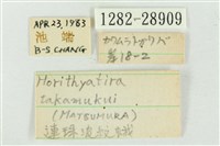 連珠波紋蛾藏品圖，第3張