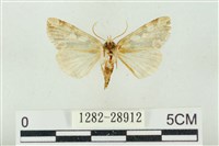 連珠波紋蛾藏品圖，第2張