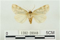 連珠波紋蛾藏品圖，第2張