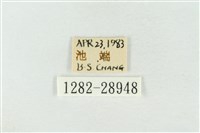 連珠波紋蛾藏品圖，第3張