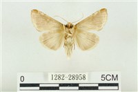 印華波紋蛾藏品圖，第2張