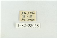 印華波紋蛾藏品圖，第3張