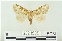 連珠波紋蛾藏品圖，第1張