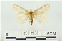 連珠波紋蛾藏品圖，第2張