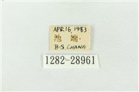 連珠波紋蛾藏品圖，第3張