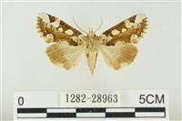 連珠波紋蛾藏品圖，第1張