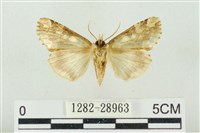 連珠波紋蛾藏品圖，第2張