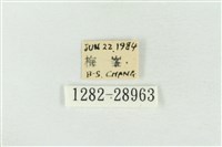 連珠波紋蛾藏品圖，第3張