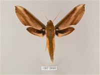 綠背斜紋天蛾藏品圖，第1張