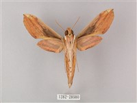 綠背斜紋天蛾藏品圖，第2張