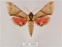 榆綠天蛾藏品圖，第1張