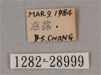 榆綠天蛾藏品圖，第3張