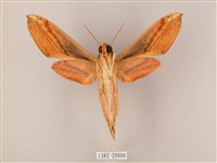 綠背斜紋天蛾藏品圖，第2張