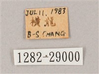 綠背斜紋天蛾藏品圖，第3張