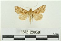 弧角散紋夜蛾藏品圖，第1張