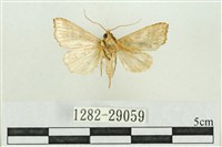 弧角散紋夜蛾藏品圖，第2張