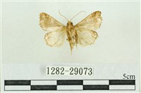 弧角散紋夜蛾藏品圖，第2張