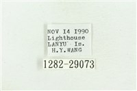 弧角散紋夜蛾藏品圖，第3張