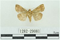 粉紅帶散紋夜蛾藏品圖，第2張