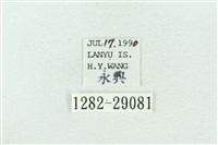 粉紅帶散紋夜蛾藏品圖，第3張