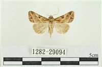 弧角散紋夜蛾藏品圖，第1張