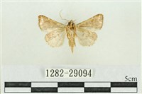 弧角散紋夜蛾藏品圖，第2張