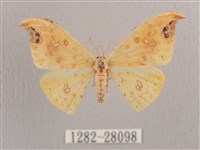 標瑙夜蛾藏品圖，第1張